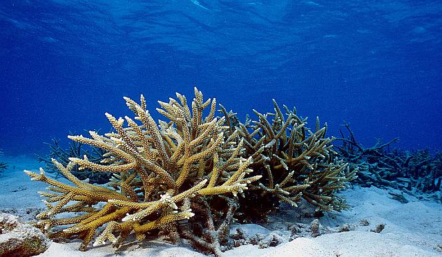 Nord guadeloupe 07.jpg